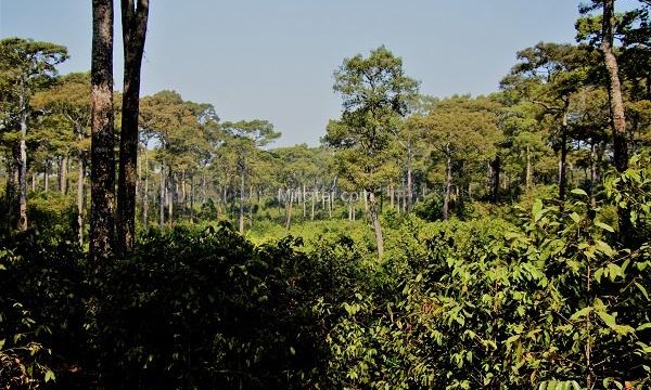 The Jungle, Bangladesh