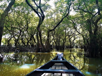 Ratargul Swamp forest, Sylhet, Bangladesh